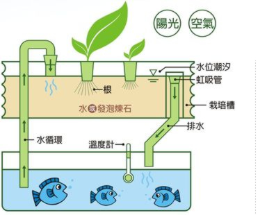 城田魚菜共生農場 屋頂綠化 綠建築 有機蔬菜