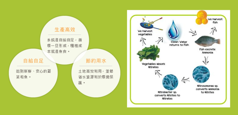 城田魚菜共生農場 屋頂綠化 綠建築 有機蔬菜