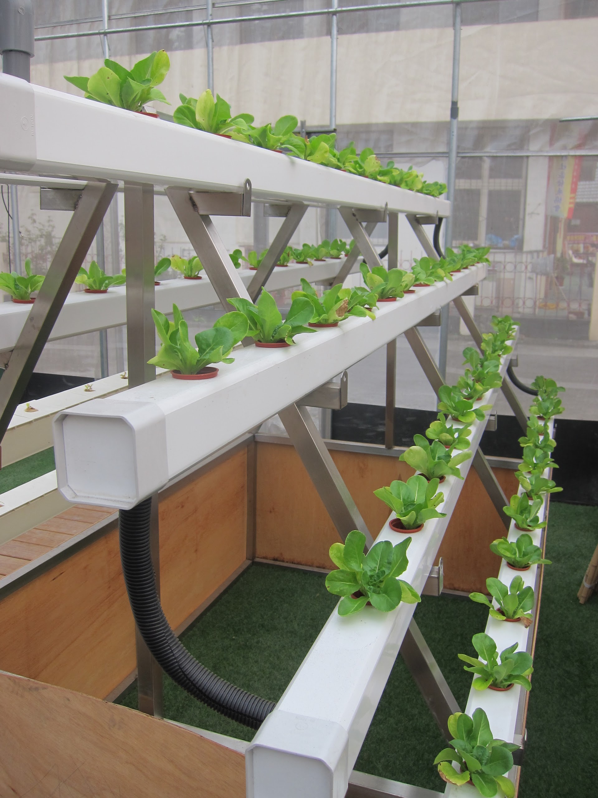 城田魚菜共生農場 有機蔬菜 屋頂綠化 可食景觀